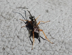 Agonocryptus discoidaloides
