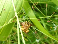 Mischocyttarus angulatus