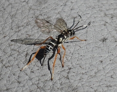 Agonocryptus discoidaloides