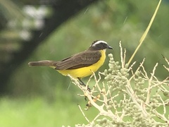 Myiozetetes cayanensis