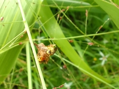 Mischocyttarus angulatus