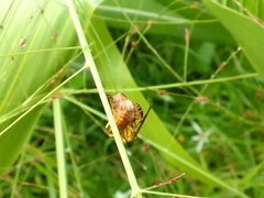 Mischocyttarus angulatus