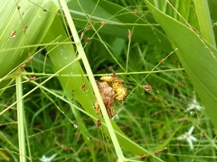 Mischocyttarus angulatus