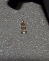 Moodna ostrinella