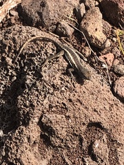 Microlophus bivittatus