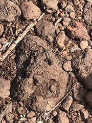 Microlophus bivittatus