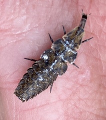 Pyractomena borealis