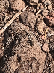 Microlophus bivittatus