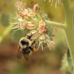 Bombus vandykei