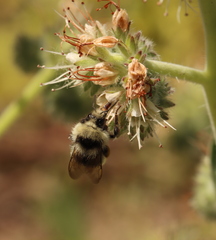 Bombus vandykei