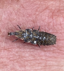 Pyractomena borealis