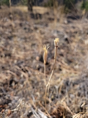 Calochortus macrocarpus