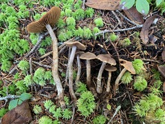 Cortinarius angelesianus