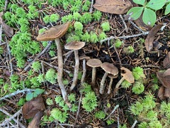 Cortinarius angelesianus