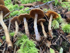 Cortinarius angelesianus