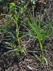 Commelina dianthifolia