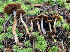 Cortinarius angelesianus