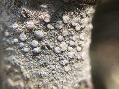 Lecanora caesiorubella