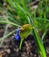 Commelina dianthifolia