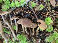 Cortinarius angelesianus