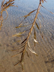 Potamogeton robbinsii
