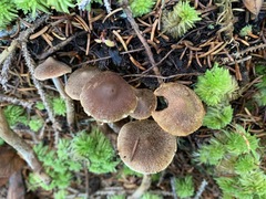 Cortinarius angelesianus