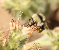 Bombus vandykei