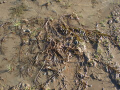 Potamogeton robbinsii