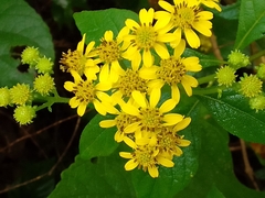 Verbesina agricolarum