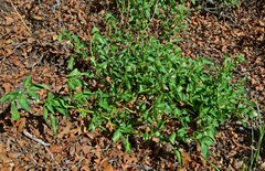 Solanum physalifolium
