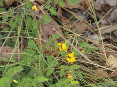 Chamaecrista lineata keyensis