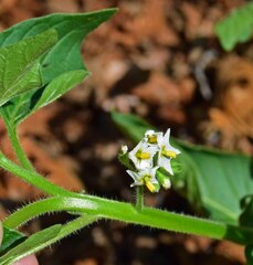 Solanum physalifolium