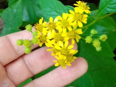 Verbesina agricolarum