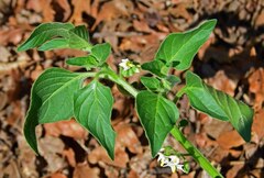 Solanum physalifolium
