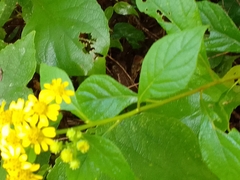 Verbesina agricolarum