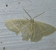 Chlorochlamys chloroleucaria