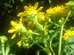 Verbesina agricolarum