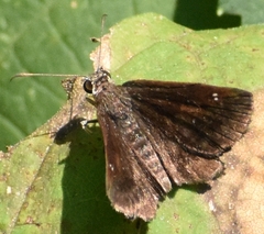 Staphylus hayhurstii