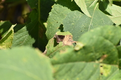 Staphylus hayhurstii