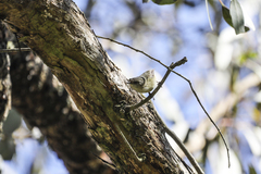 Acanthiza reguloides