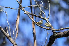 Acanthiza reguloides