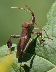 Leptoglossus oppositus