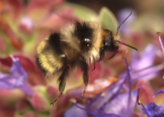 Bombus vandykei