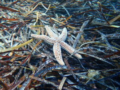 Uniophora granifera