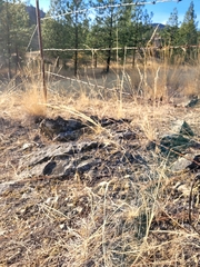 Sporobolus cryptandrus