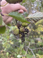 Taphrina robinsoniana