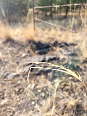 Sporobolus cryptandrus