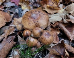 Armillaria mellea