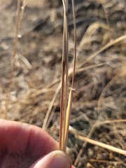 Sporobolus cryptandrus