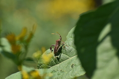 Leptoglossus oppositus